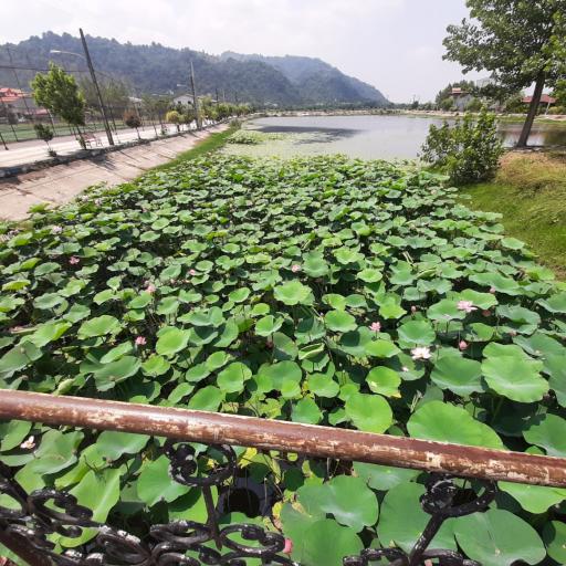 عکس تالاب کومله