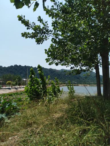 عکس تالاب کومله