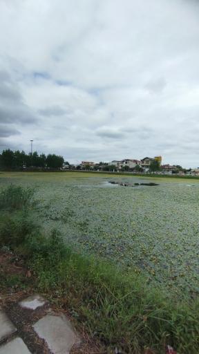 عکس تالاب کومله