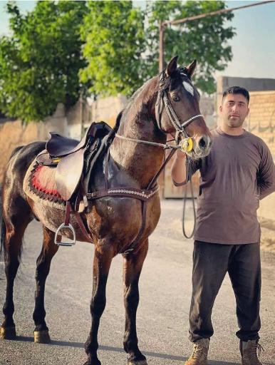 عکس باشگاه سوارکاری پادوک