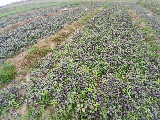 عکس سبزی کاری تقی پور