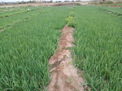 عکس سبزی کاری تقی پور