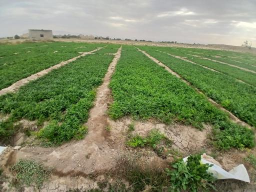 عکس سبزی کاری تقی پور