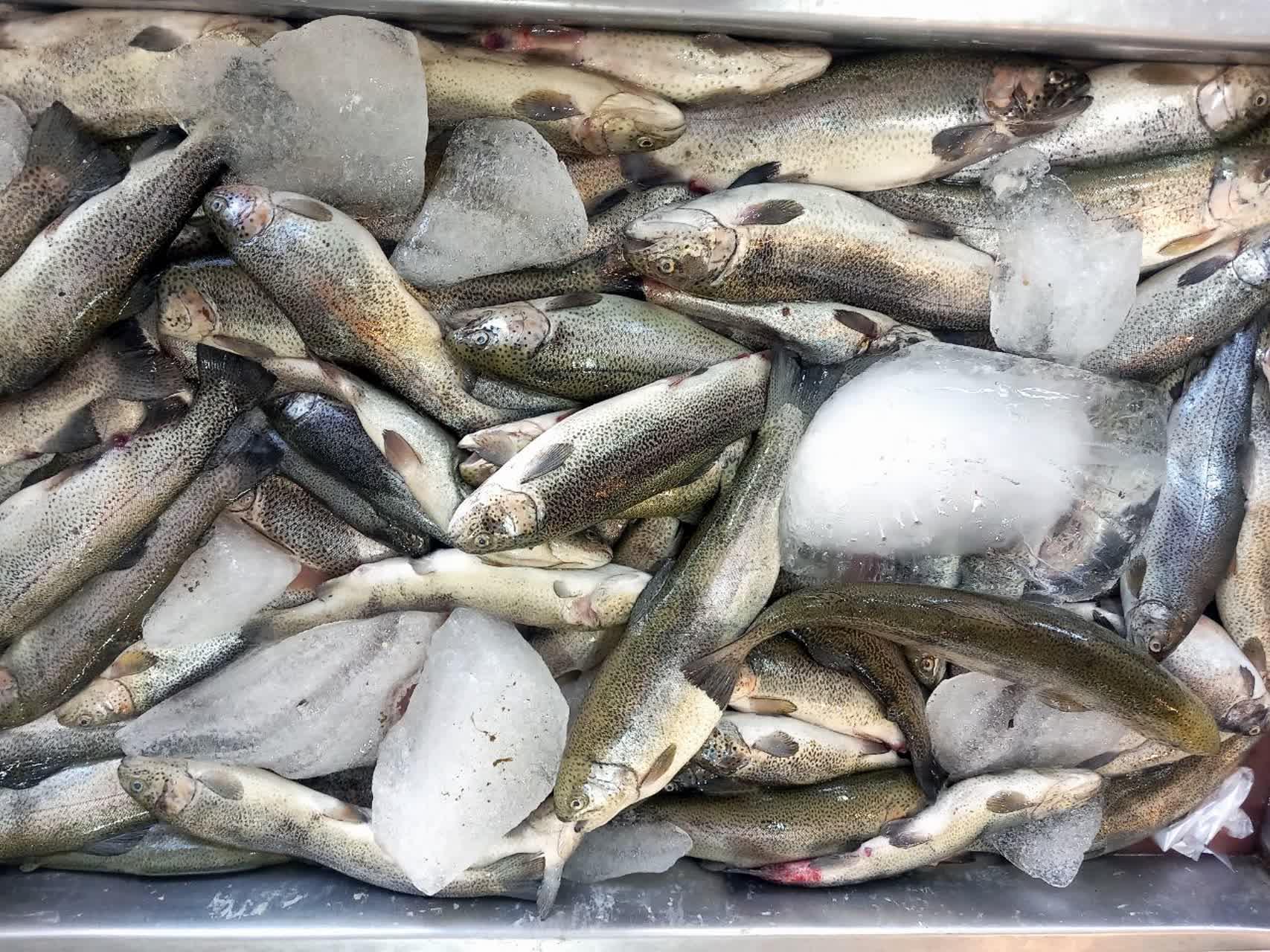 عکس مرغ و ماهی خسروشیرین 