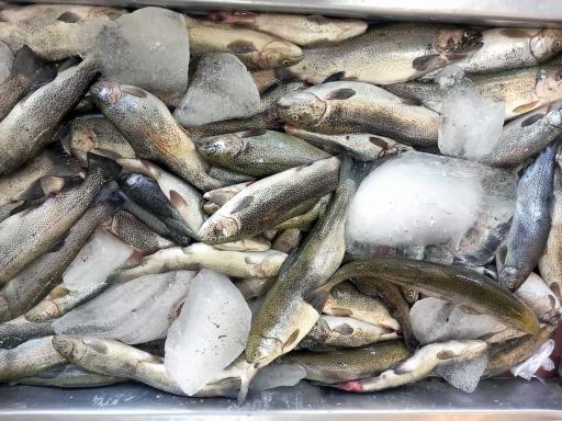 عکس مرغ و ماهی خسروشیرین 