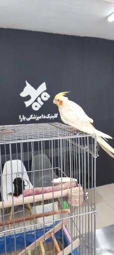 عکس کلینیک دامپزشکی یارا