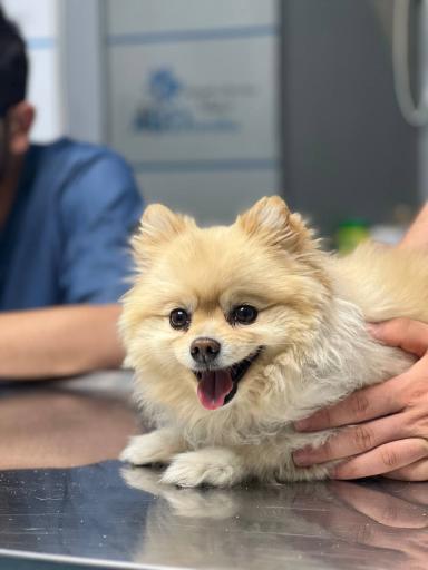 عکس دامپزشکی درنیکا