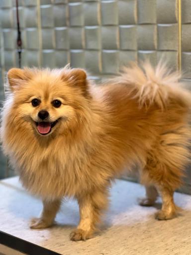 عکس دامپزشکی درنیکا