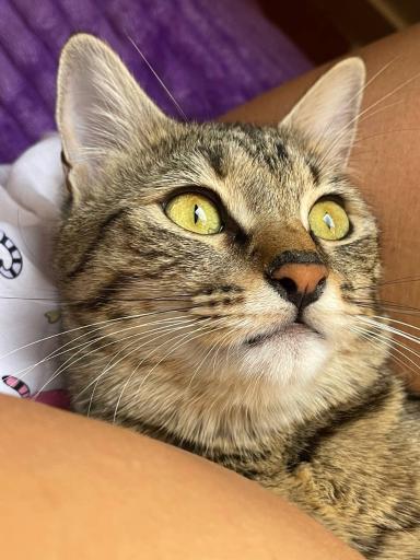 عکس دامپزشکی درنیکا