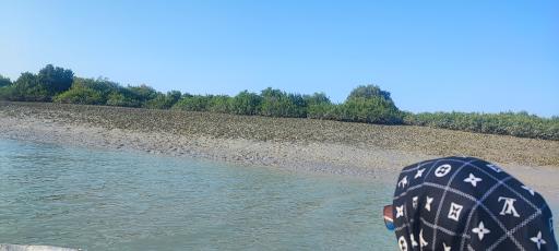 عکس جنگل حرا