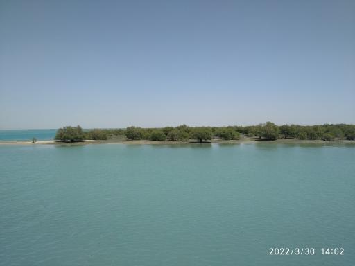 عکس جنگل حرا