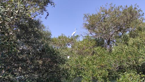 عکس جنگل حرا