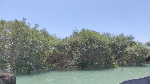 عکس جنگل حرا