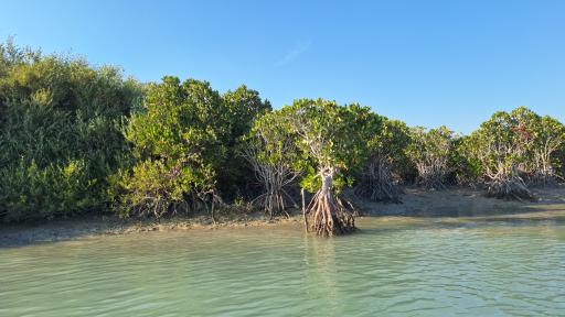 عکس جنگل حرا