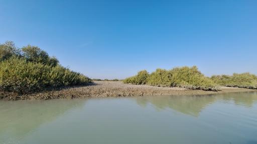 عکس جنگل حرا