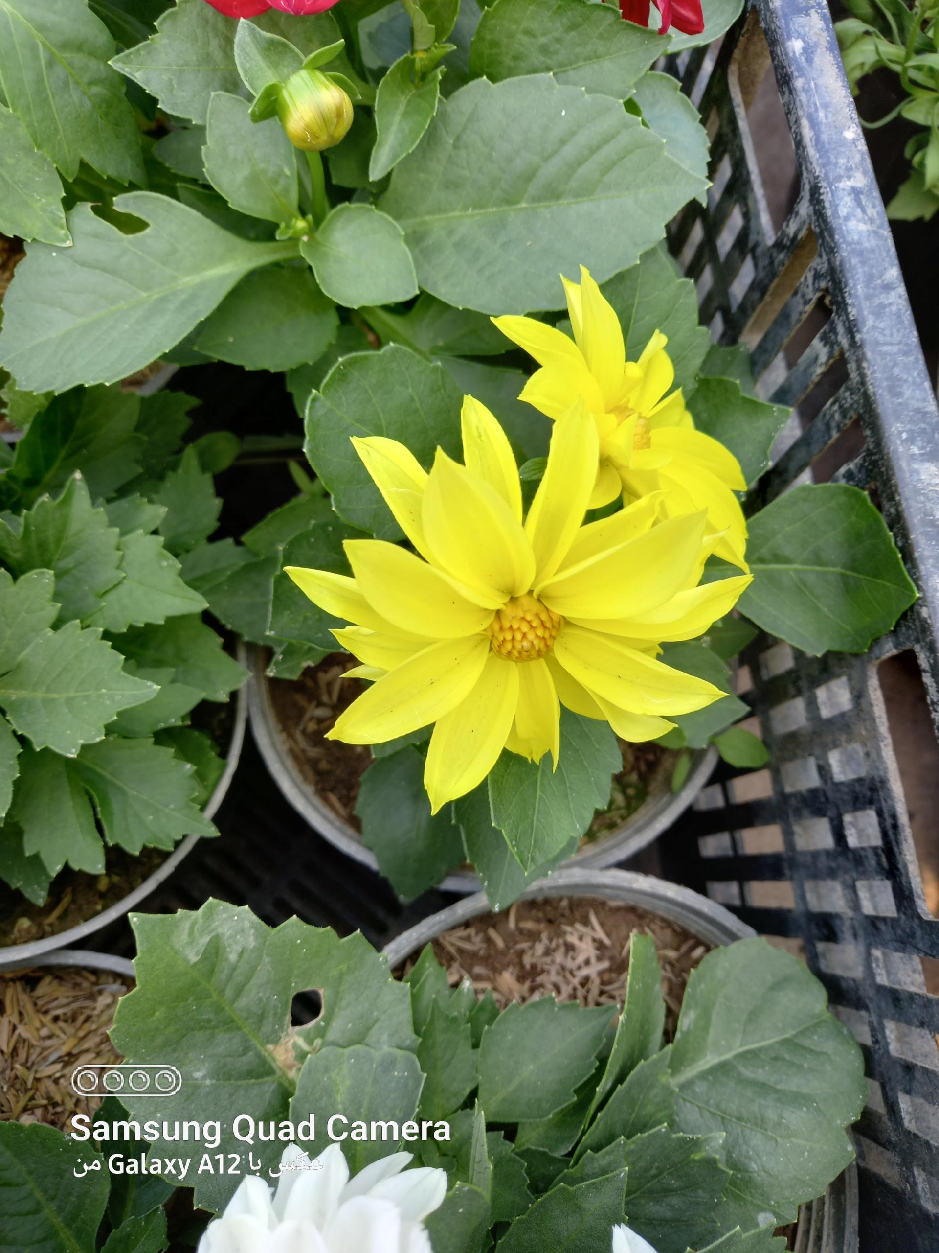 عکس گلسرای‌ماندگار‌