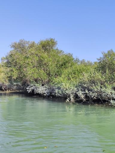 عکس جنگل حرا