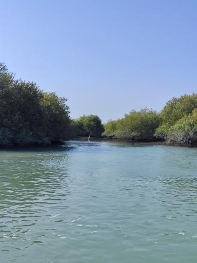 عکس جنگل حرا