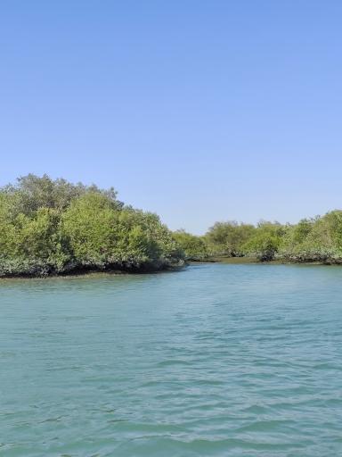 عکس جنگل حرا