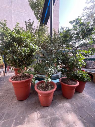 عکس دیزی سرای سعیدی گاراژدارها 