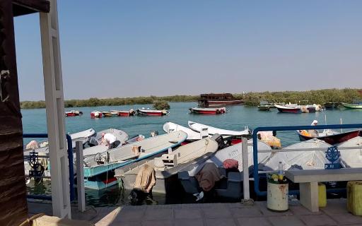 عکس جنگل حرا