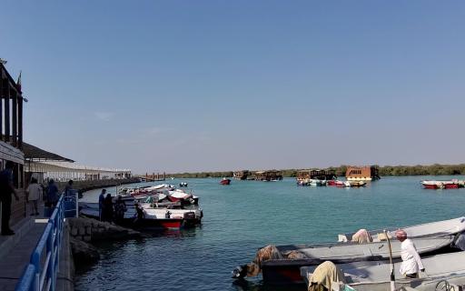 عکس جنگل حرا