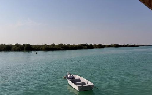 عکس جنگل حرا