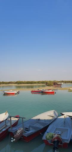 عکس جنگل حرا
