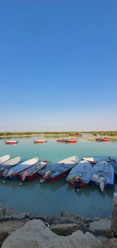 عکس جنگل حرا