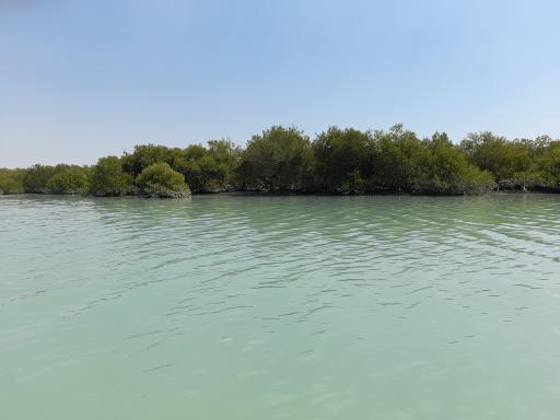 عکس جنگل حرا