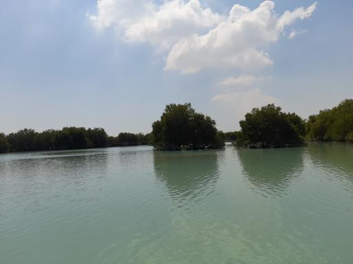 عکس جنگل حرا