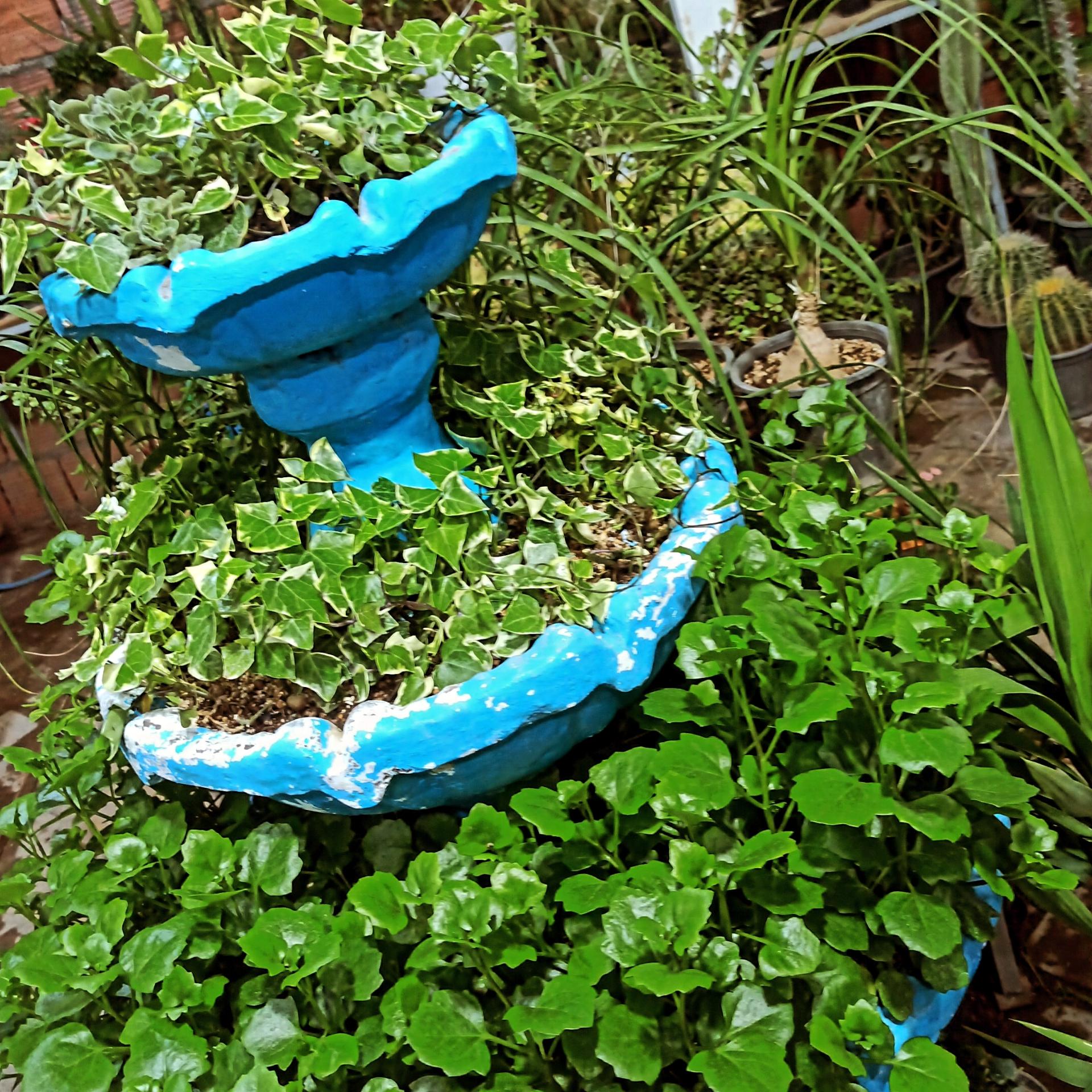 عکس گل و گیاه طبیعت