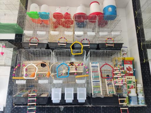 عکس دان فروشی پرندگان شامپیون