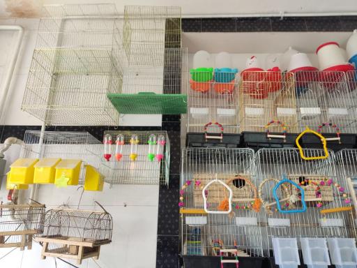 عکس دان فروشی پرندگان شامپیون