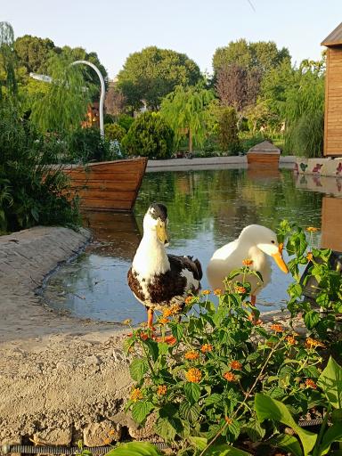 عکس باغ گلها