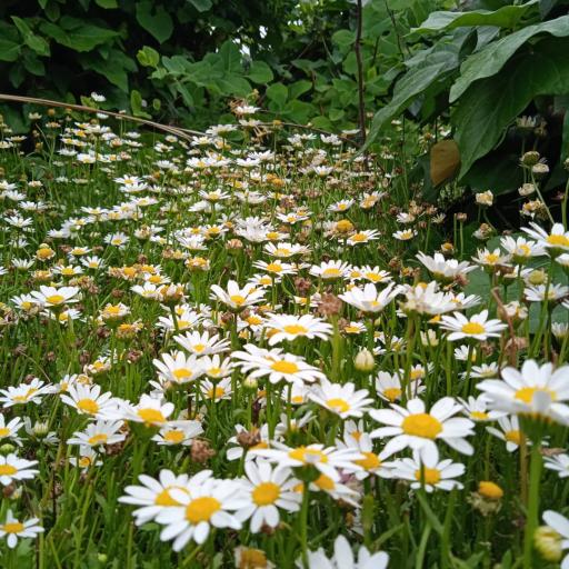 عکس باغ گلها