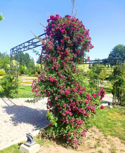 عکس باغ گلها