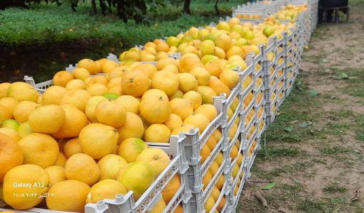 عکس باغ مرکبات حاج علی‌ اصغر سورتیچی