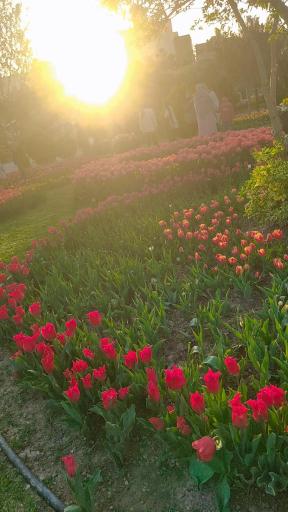 عکس باغ گلها