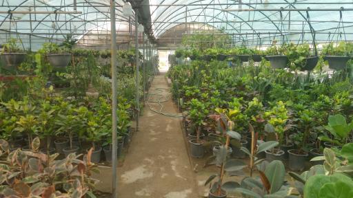 عکس قصر گل ستیا