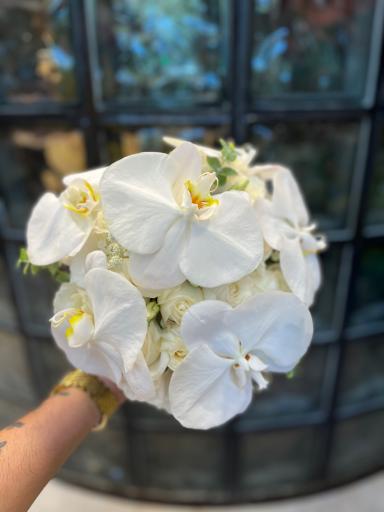 عکس گل شبنم