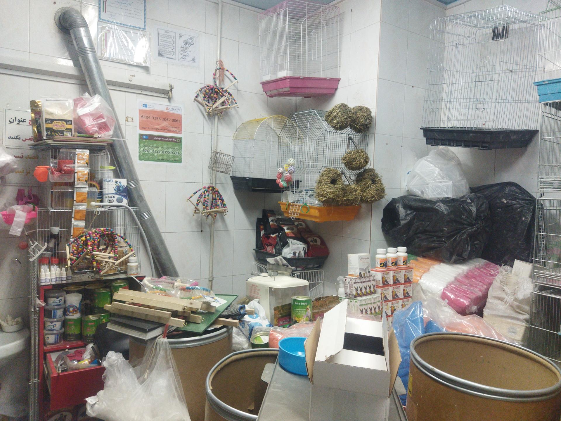 عکس پرنده سرای چکاوک