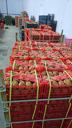 عکس مجموعه سردخانه و بسته بندی کیوی برادران حسن‌پور