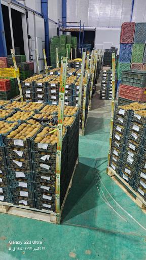 عکس مجموعه سردخانه و بسته بندی کیوی برادران حسن‌پور