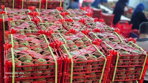 عکس مجموعه سردخانه و بسته بندی کیوی برادران حسن‌پور