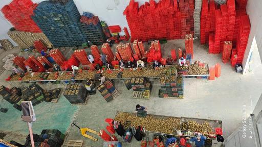 عکس مجموعه سردخانه و بسته بندی کیوی برادران حسن‌پور