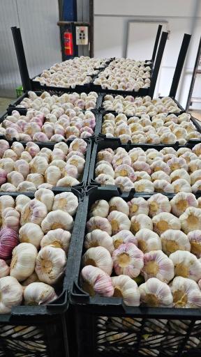 عکس مجموعه سردخانه و بسته بندی کیوی برادران حسن‌پور