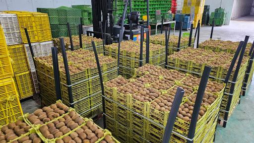 عکس مجموعه سردخانه و بسته بندی کیوی برادران حسن‌پور