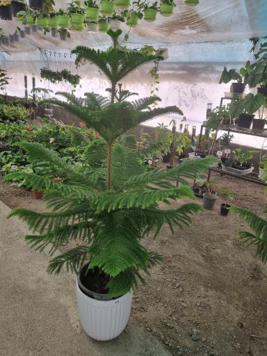 گل آپارتمانی مشهد