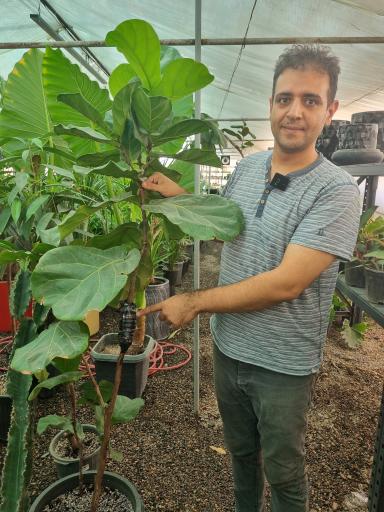 گل آپارتمانی مشهد